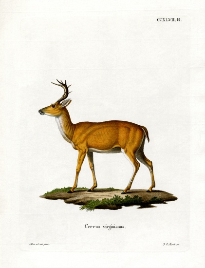 Virginian Deer from German School, (19th century)