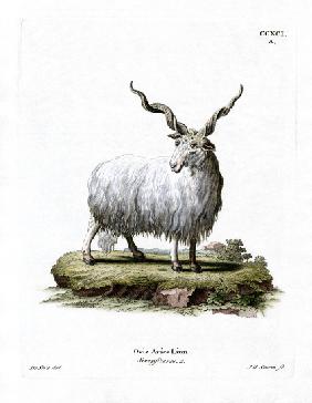 Wallachian Sheep