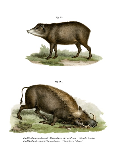 Warthog from German School, (19th century)