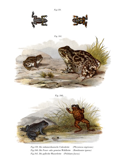 Warty Toad from German School, (19th century)