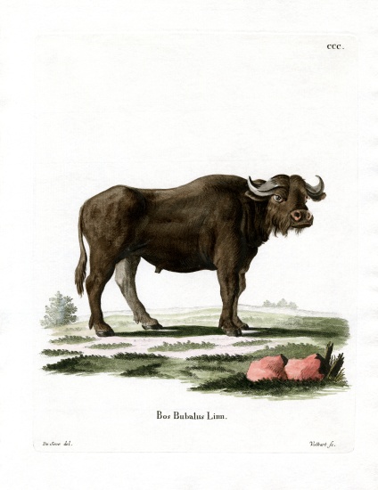 Water Buffalo from German School, (19th century)