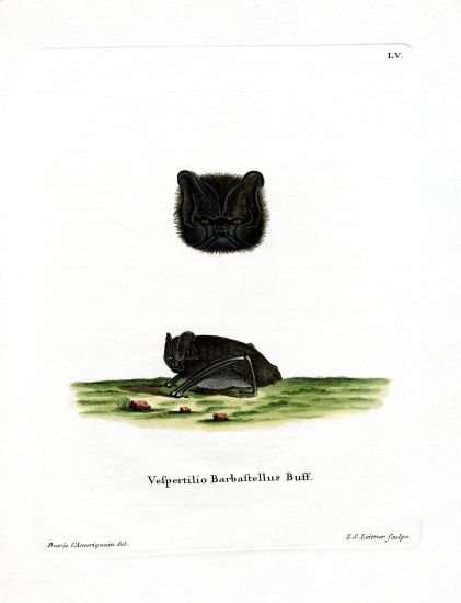 Western Barbastelle from German School, (19th century)