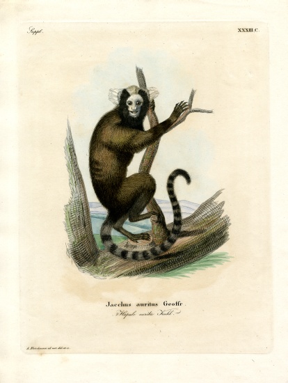 White-eared Marmoset from German School, (19th century)