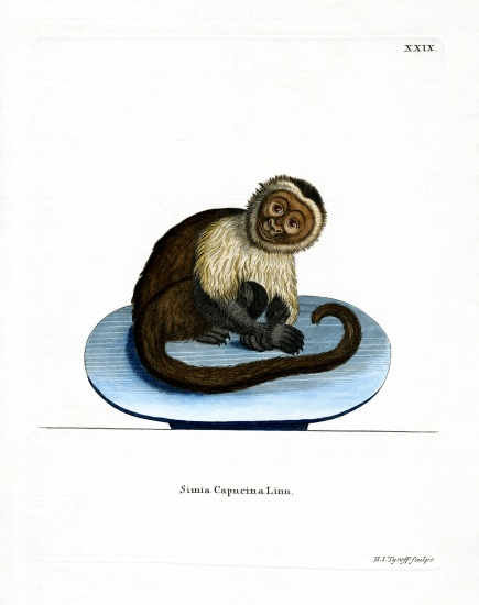 White-headed Capuchin from German School, (19th century)