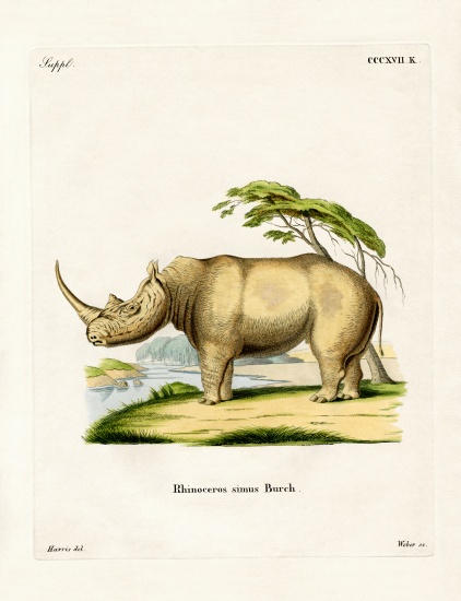 White Rhinoceros from German School, (19th century)