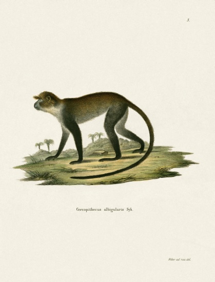 White-throated Monkey from German School, (19th century)