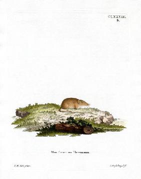 White-toothed Shrew