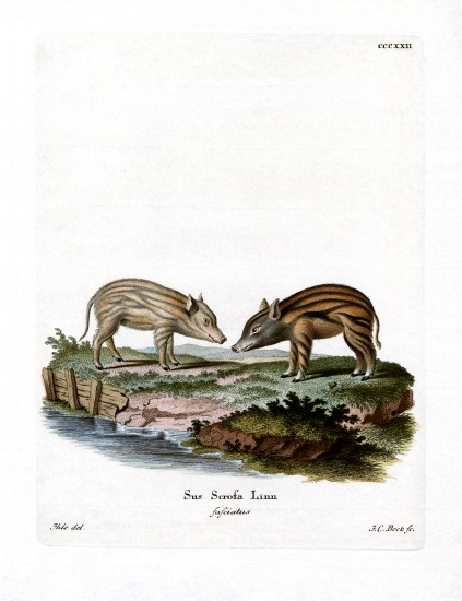 Wild Boar Piglets from German School, (19th century)