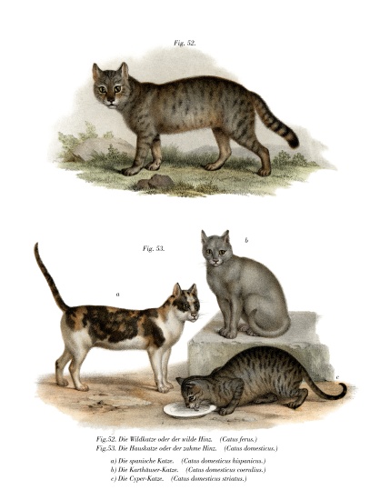 Wildcat from German School, (19th century)