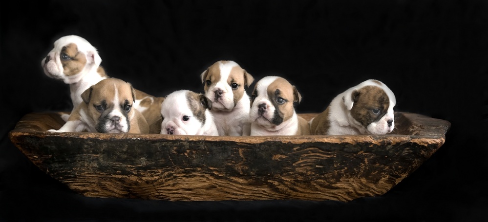 A bunch of English Bulldog puppies. from Gert van den Bosch