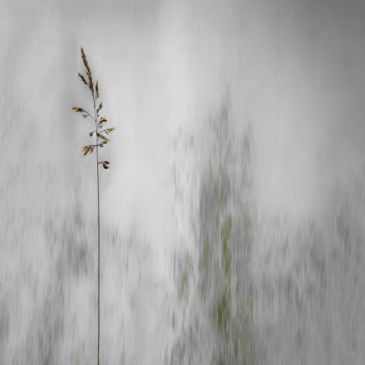 blade of grass from Gilbert Claes