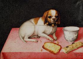 G.Garzoni, little dog w.scraps of bread