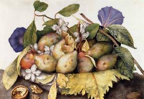 Still life with Plums, Walnuts and Jasmine  on