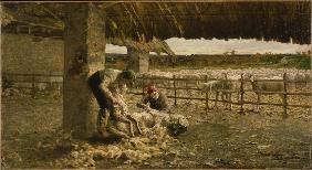 The Sheepshearing