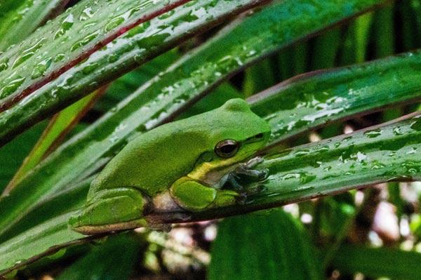 Australian Tropical Frog 4