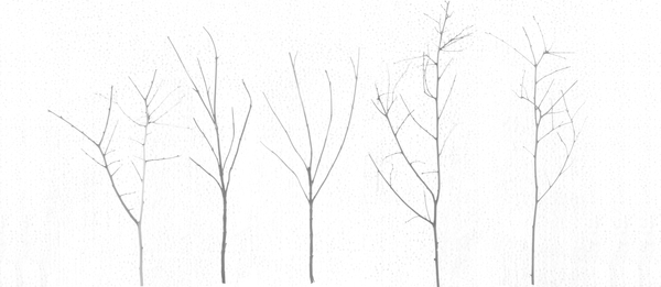 Territori Innevati - cinque alberi giorno from Giulio Cerocchi