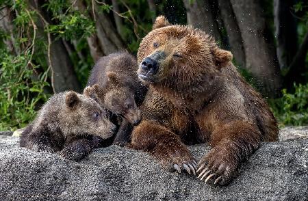 Mothers bear shaking