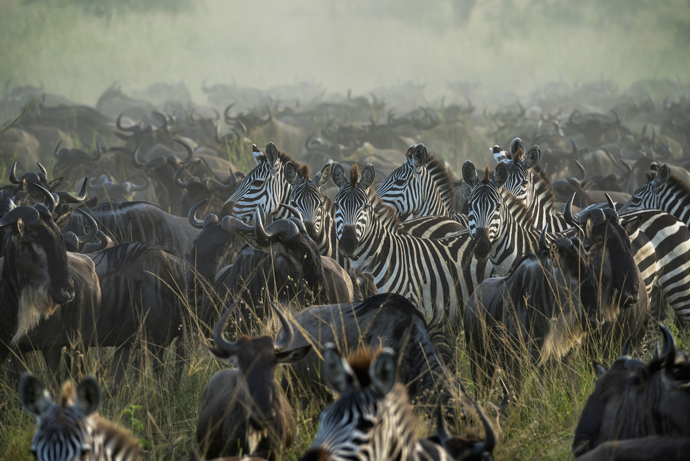 The Great migration from Giuseppe DAmico