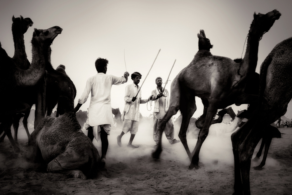 Mercato dei cammelli a Pushkar from Gloria Staffa