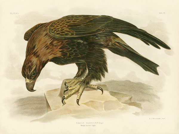 Wedge-Tailed Eagle from Gracius Broinowski