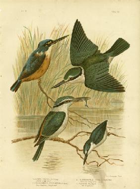 Azure Kingfisher