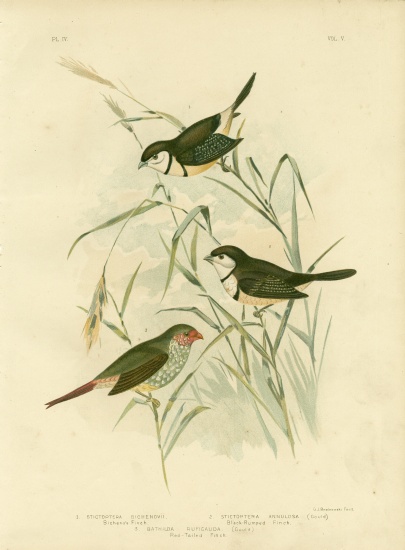 Bicheno'S Finch from Gracius Broinowski