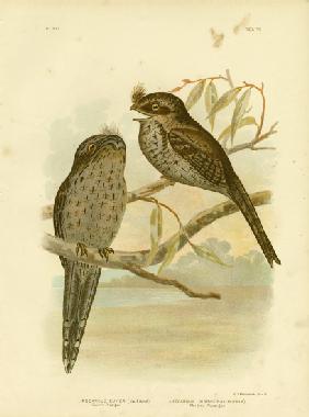 Cuvier'S Podargus Or Tawny Frogmouth