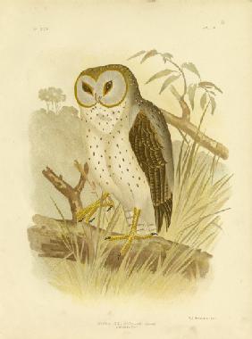 Delicate Owl
