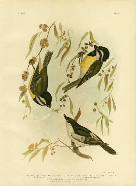 Frontal Shrike-Tit Or Crested Shrike-Tit