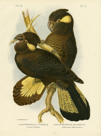 Funereal Cockatoo from Gracius Broinowski