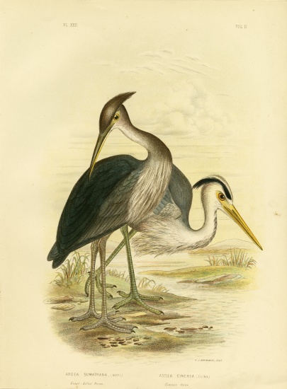 Great-Billed Heron Or Dusky-Grey Heron from Gracius Broinowski