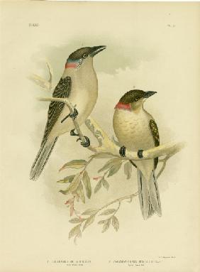 Great Bowerbird