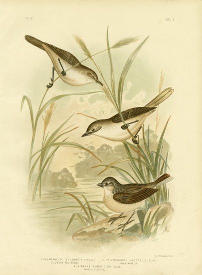 Long-Billed Reed-Warbler from Gracius Broinowski