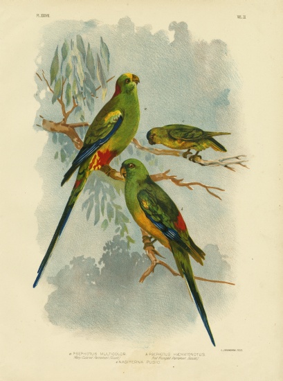Many-Colored Parakeet from Gracius Broinowski