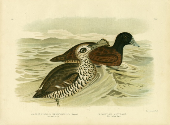 Pink-Eyed Duck from Gracius Broinowski