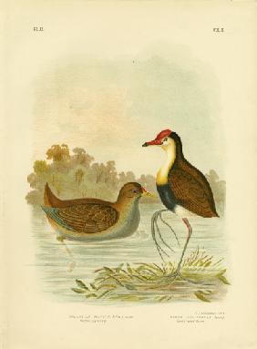 Rufous Gallinule Or Rufous-Tailed Waterhen