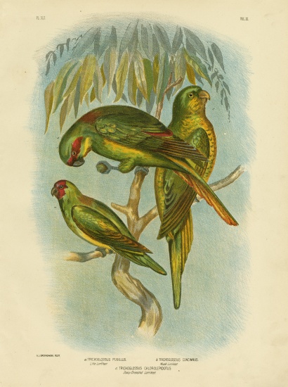 Scaly-Breasted Lorikeet from Gracius Broinowski
