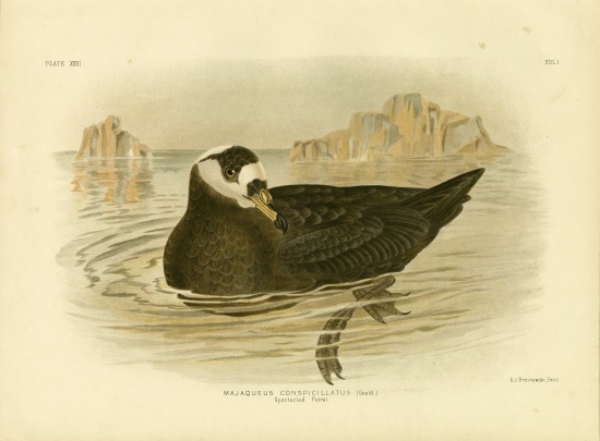 Spectacled Petrel from Gracius Broinowski