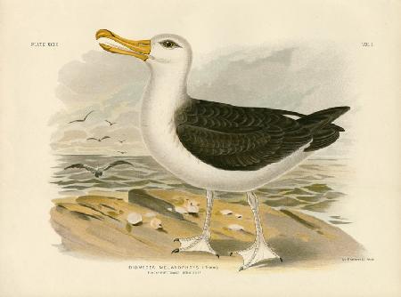 Black-Browed Albatross