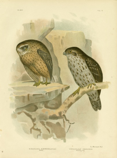 Wekau Or Laughing Owl from Gracius Broinowski