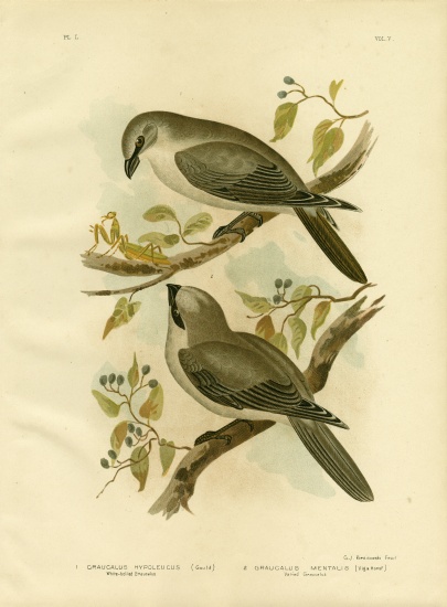 White-Bellied Cuckoo-Shrike from Gracius Broinowski