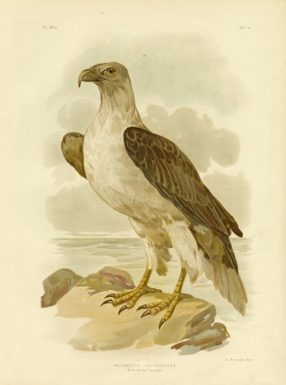 White-Bellied Sea Eagle from Gracius Broinowski