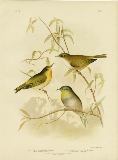 White-Breasted Zosterops Or Norfolk White-Eye from Gracius Broinowski