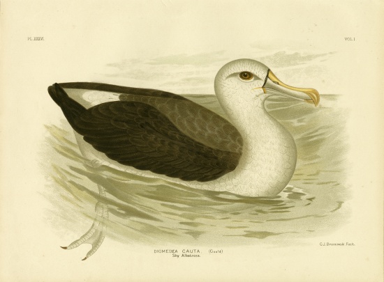 White-Capped Albatross from Gracius Broinowski