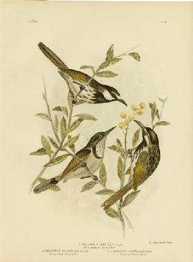 White-Cheeked Honeyeater