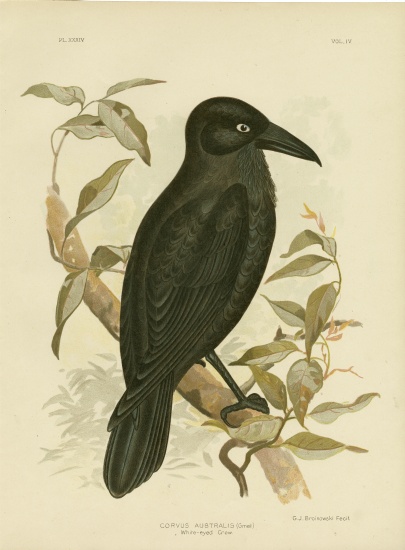 White-Eyed Crow Or Australian Raven from Gracius Broinowski