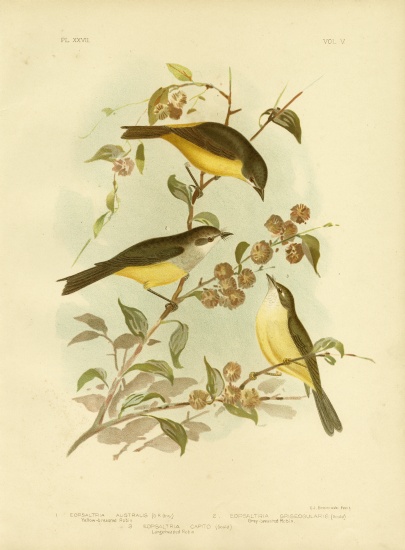 Yellow-Breasted Robin Or Eastern Yellow Robin from Gracius Broinowski