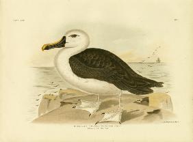 Yellow-Nosed Albatross