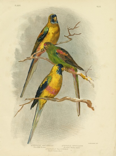 Yellow-Vented Parakeet from Gracius Broinowski