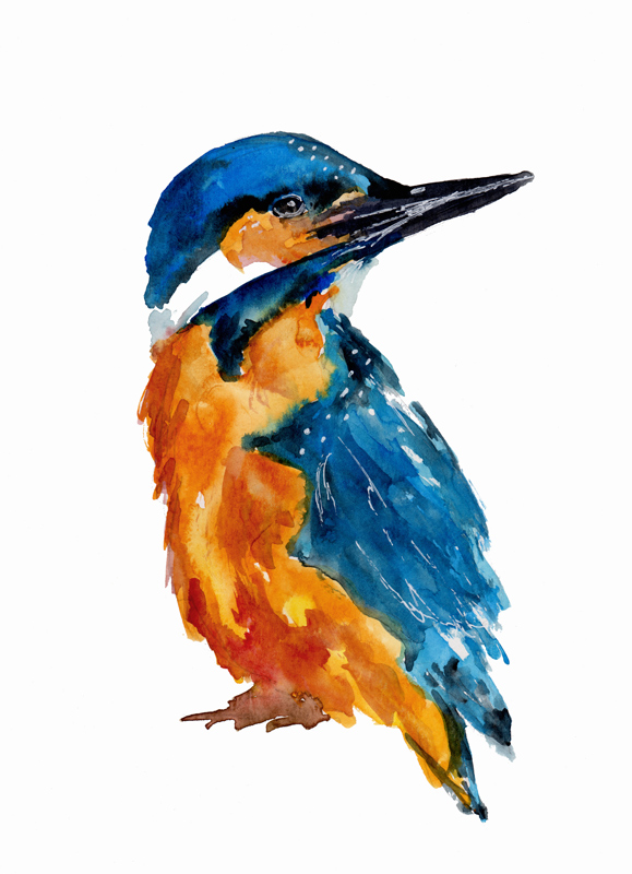 Little Kingfisher from Sebastian  Grafmann